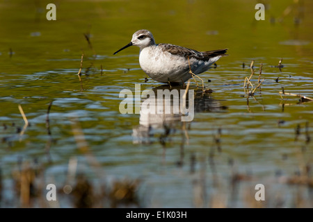 Wilson's phalarope (Phalaropus tricolor) - Camp Lula Sams - Brownsville, Texas USA Stock Photo