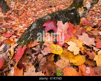 Fallen Leaves on the Forest Floor with rock. Brightly coloured leaves litter the ground under the maple trees near Ottawa Canada Stock Photo