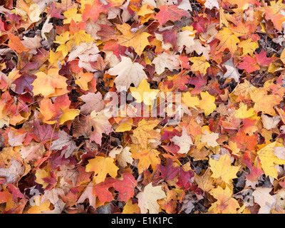 Fallen Leaves on the Forest Floor. Brightly coloured leaves litter the ground under the maple trees near Ottawa Canada. Stock Photo