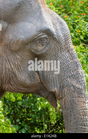 Sri Lankan elephant head in profile, Yala National Park, Sri Lanka Asia Stock Photo