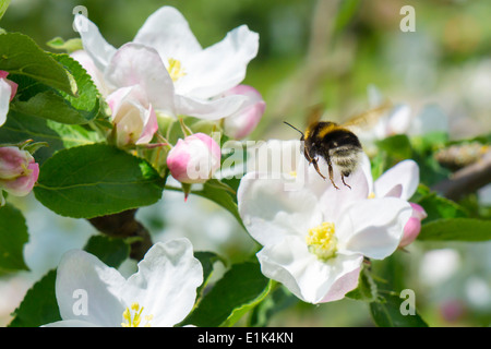 Germany, Hesse, Kronberg, Bumblebee at white blossom of apple tree Stock Photo
