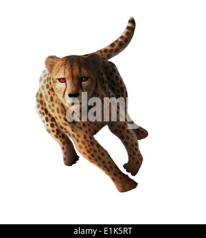 Artwork of a sprinting cheetah (Acinonyx jubatus) Cheetahs hunt herbivores such as gazelles and zebras creeping to within a few Stock Photo