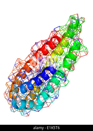 Erythropoietin Molecular model of the human erythropoietin (EPO) hormone shown within the wire-frame surface representation Stock Photo