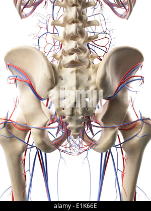 Human blood vessels in the hips computer artwork. Stock Photo