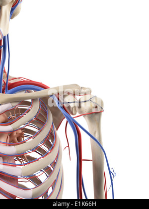 Human blood vessels in the shoulder computer artwork. Stock Photo