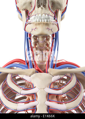 Human blood vessels in the neck computer artwork. Stock Photo