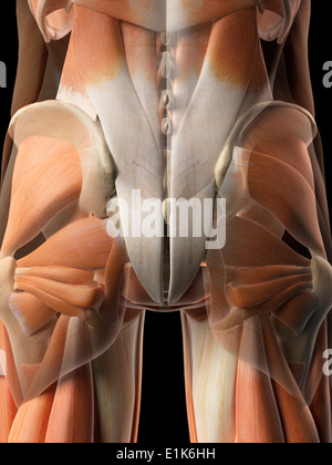 Gluteal Muscles / Gluteus Maximus - Anatomy Muscles Isolated on