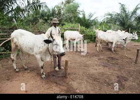 Cattle ranch Stock Photo