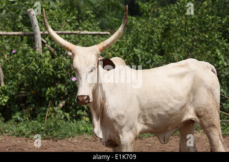 Cattle ranch Stock Photo