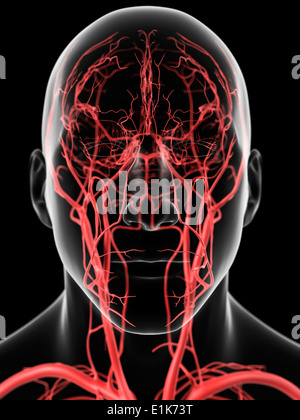 Human head arteries computer artwork. Stock Photo