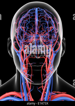 Human head blood vessels computer artwork. Stock Photo