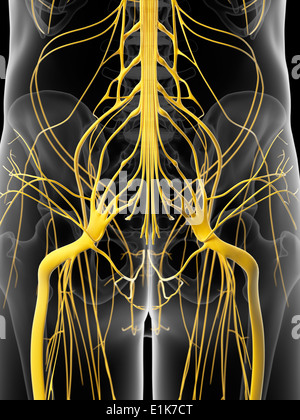 Human hip nerves computer artwork. Stock Photo