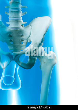 Male hip bones computer artwork. Stock Photo