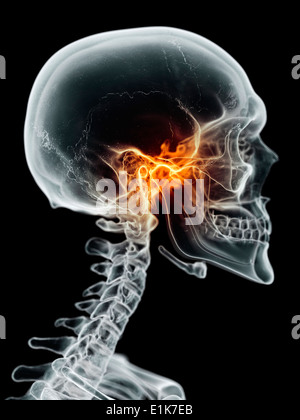 Human jaw joint computer artwork. Stock Photo