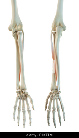 Human extensor digiti minimi muscle computer artwork. Stock Photo