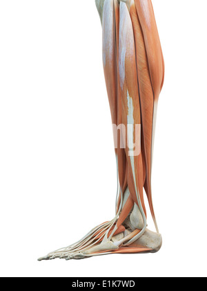 Human leg and foot muscles computer artwork. Stock Photo