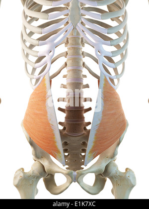 Human external oblique abdominal muscle computer artwork. Stock Photo