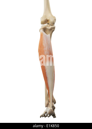 Human soleus muscle computer artwork. Stock Photo