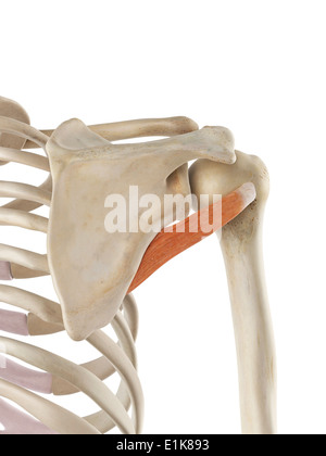 shoulder cut top design