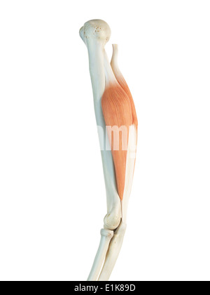 Human triceps computer artwork. Stock Photo