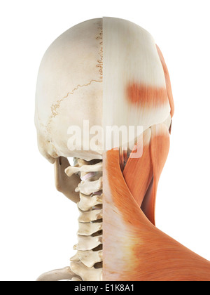 Human muscles in the head and neck cut away computer artwork. Stock Photo