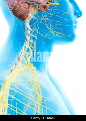 Human nerves in the neck computer artwork. Stock Photo