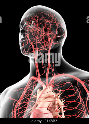 Human head arteries computer artwork. Stock Photo