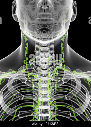 Human lymph nodes in the neck computer artwork. Stock Photo