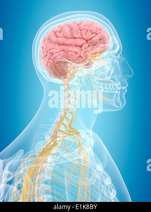 Human brain and nerves computer artwork Stock Photo