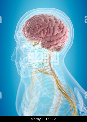 Human brain and nerves computer artwork Stock Photo