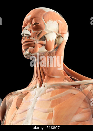 Human head and neck muscles computer artwork. Stock Photo