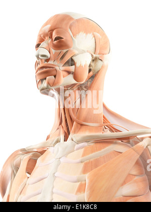 Human head and neck muscles computer artwork. Stock Photo