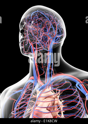 Human head showing the vascular system computer artwork. Stock Photo