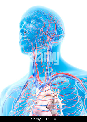 Human head showing the vascular system computer artwork. Stock Photo