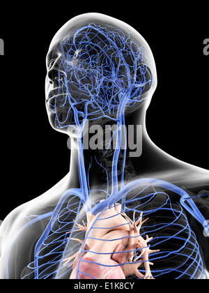 Human head showing the veins computer artwork. Stock Photo