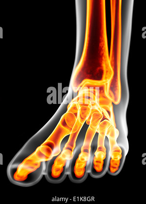 Human foot bones computer artwork. Stock Photo