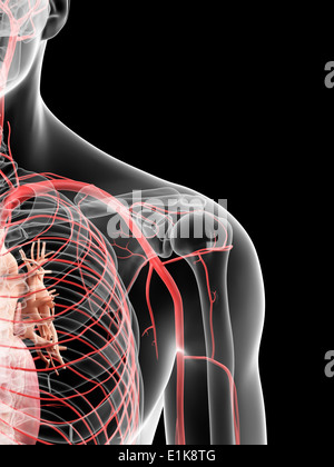 Human shoulder arteries computer artwork, Stock Photo