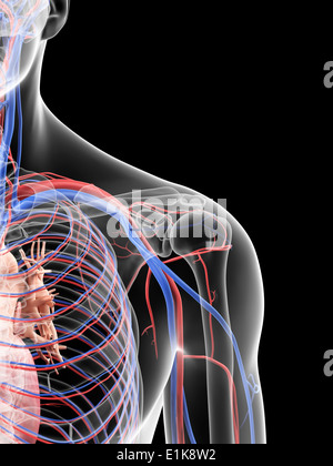 Human shoulder blood vessels computer artwork, Stock Photo