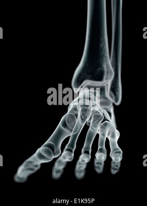 Human foot bones computer artwork. Stock Photo