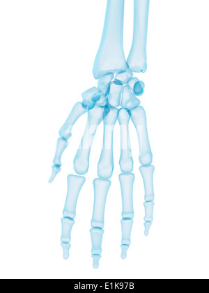 Human hand bones computer artwork. Stock Photo