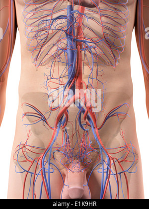 Human abdominal blood vessels computer artwork. Stock Photo