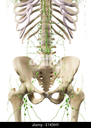 Abdominal lymph nodes computer artwork. Stock Photo