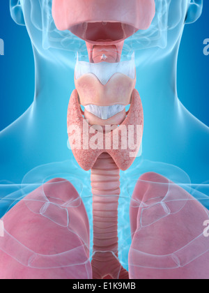 Anatomy of the human throat and thyroid computer artwork. Stock Photo