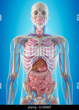 Human ribcage and internal organs computer artwork Stock Photo - Alamy