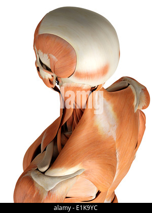 Human head and neck muscles computer artwork. Stock Photo