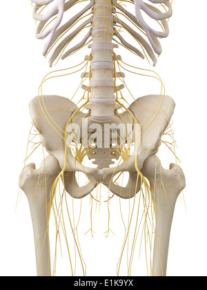 The nerves of the pelvis Stock Photo - Alamy