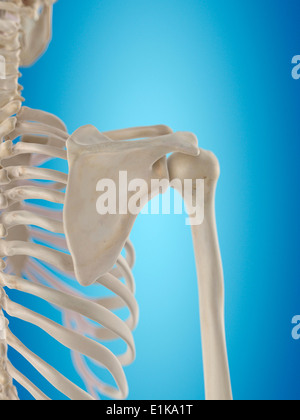 Human shoulder, artwork Stock Photo - Alamy