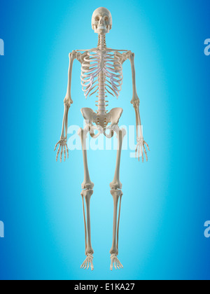 Human Computer Skeleton Human skeleton computer artwork Stock Photo - Alamy