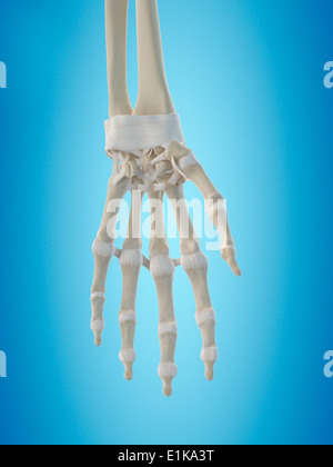 Human hand tendons computer artwork. Stock Photo