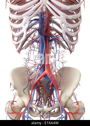 Abdominal vascular system computer artwork. Stock Photo